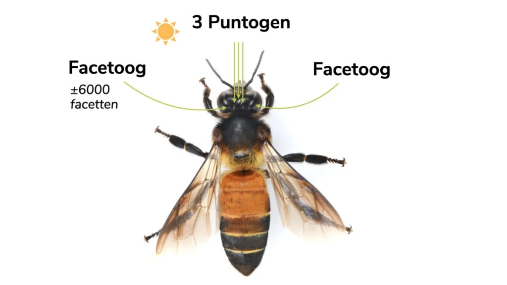 5 ogen van een bij facetogen puntogen