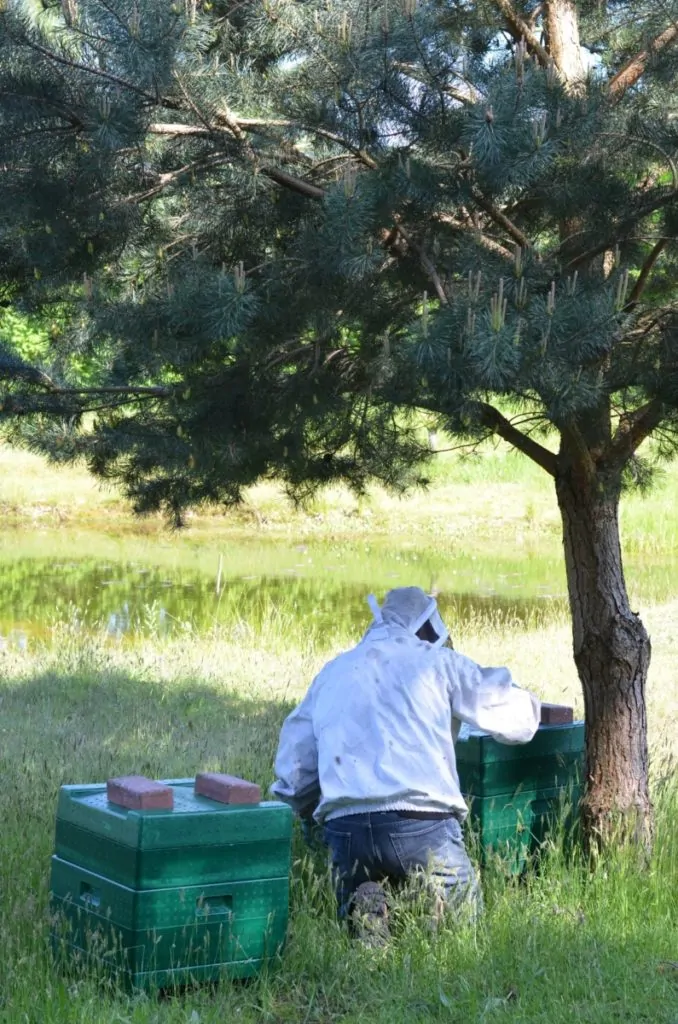 Bijenkasten met imker in het open veld