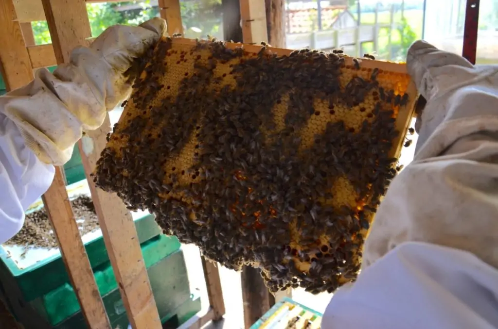 bijenraam vol bijen en broed tot aan de rand van het raampje