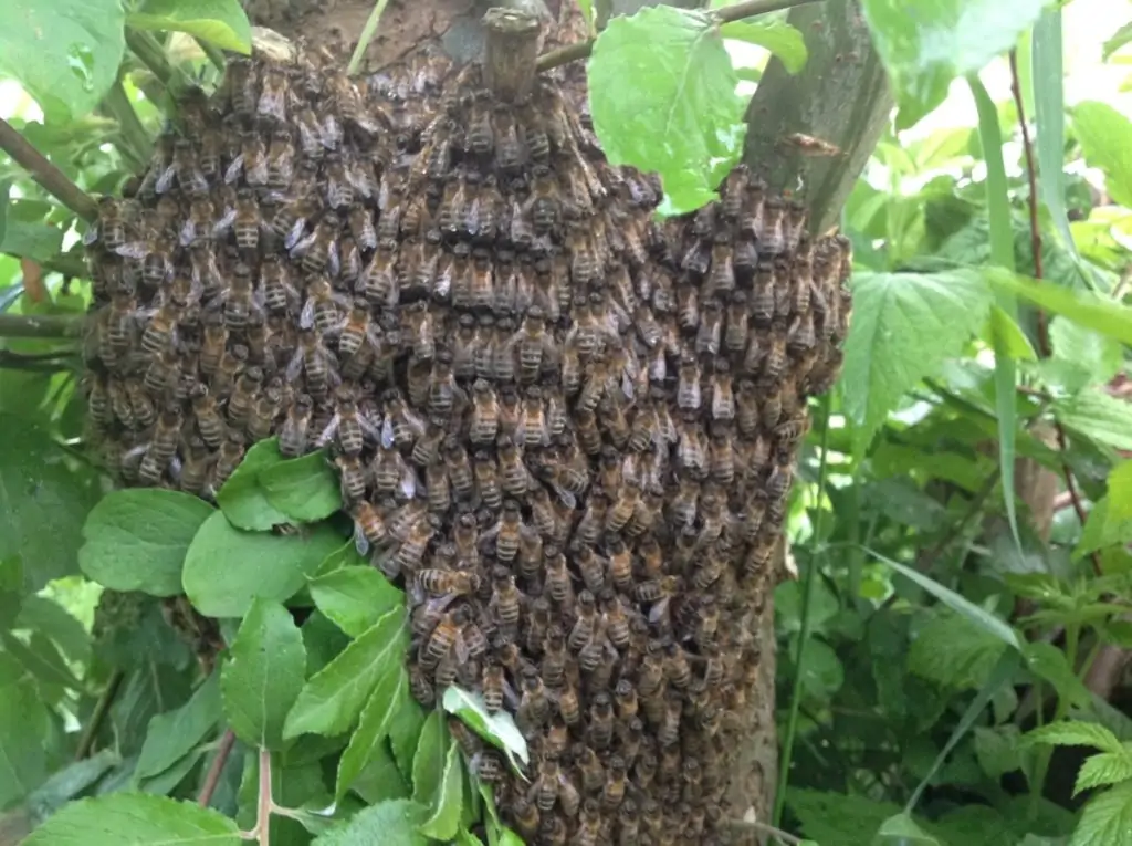 voorbeeld van een bijenzwerm in de natuur