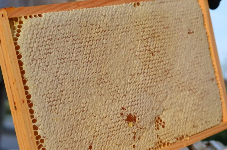 Broedkamer raam met dichte cellen vol honing