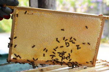 Raampje met bijen en verzegelde honing