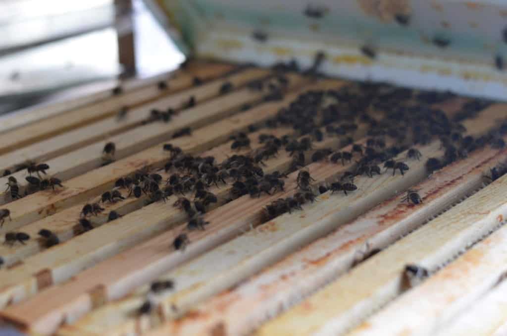 Geopende bijenkast met bijen op de bovenlatten van de raampjes
