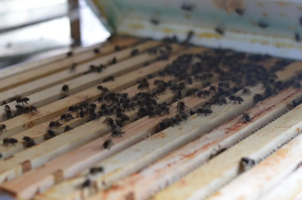 Geopende bijenkast met bijen op de bovenlatten van de raampjes
