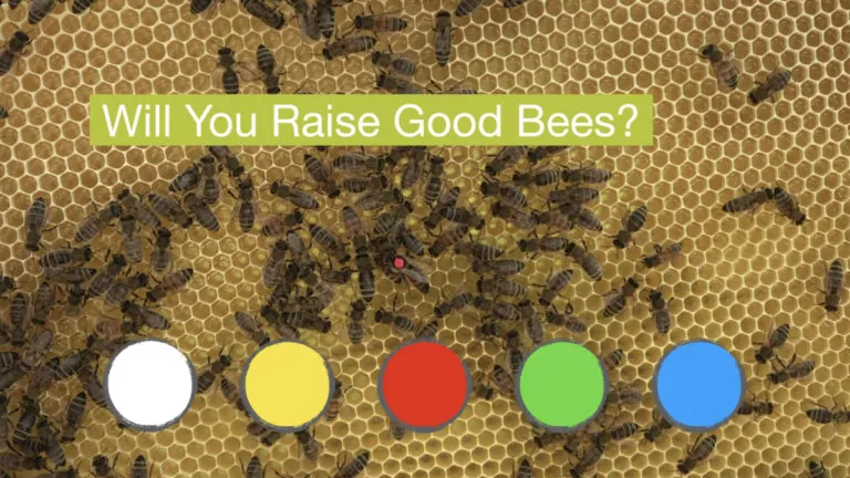 Will You Raise Good Bees met de 5 kleuren