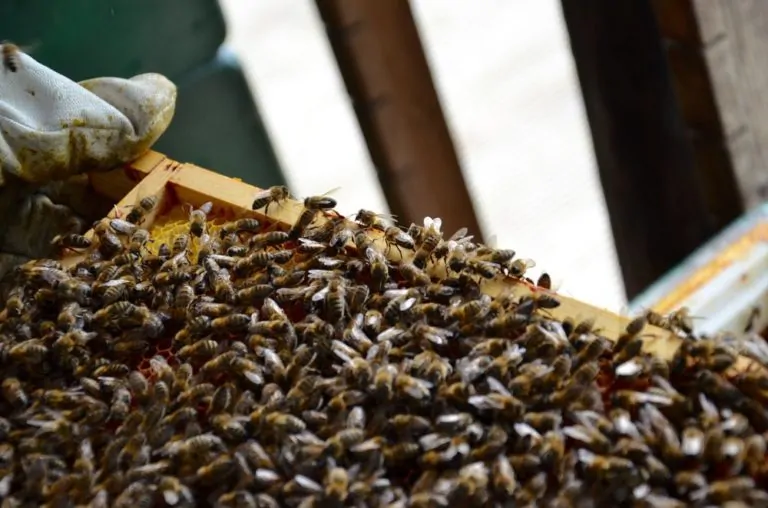 Raatvaste bijen op een broedraam